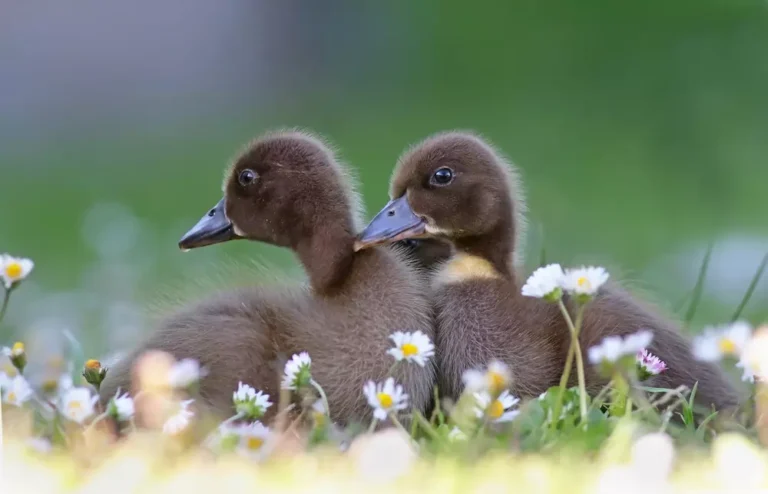 Two cute ducklings