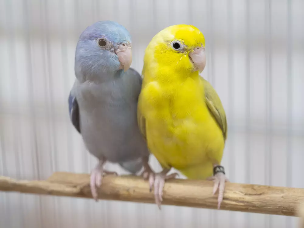 Two forpus parrotlet bird