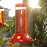 Two hummingbird feeders