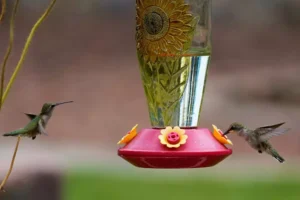 Two hummingbirds in New Mexico