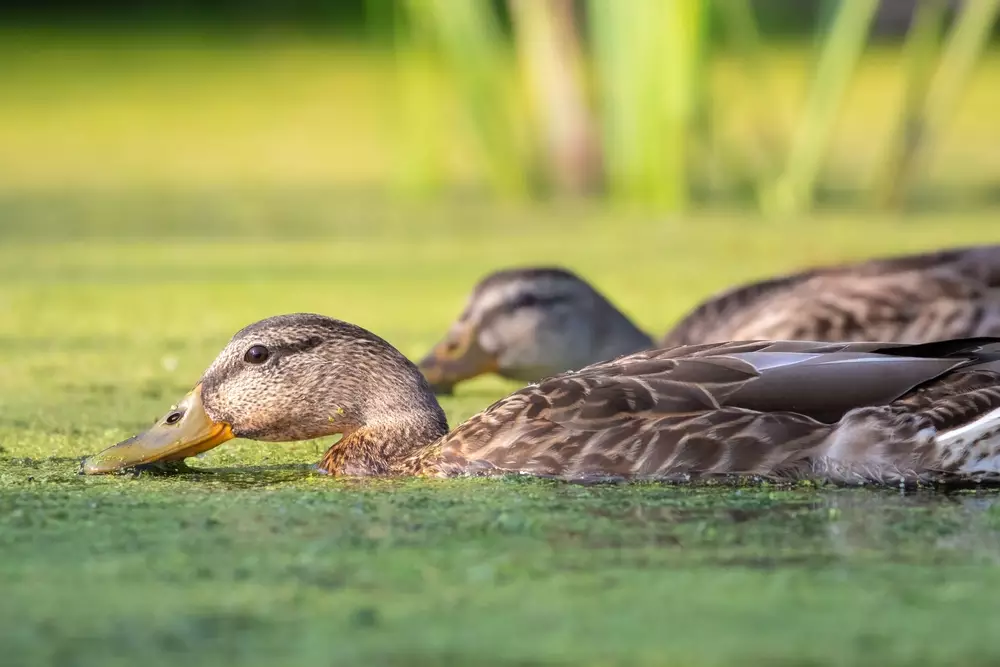 Two juvenile mallard ducks