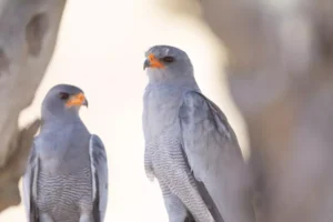 Two magnificent white falcons