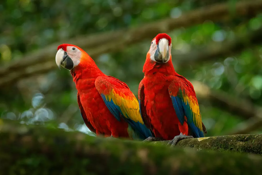Two red macaws sitting on branch