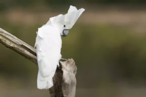 Umbrella Cockatoo (Cacatua alba)