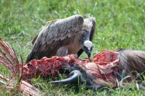 Vulture feeding on a kill
