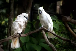 White Cockatoo, Sulphur-crested Cockatoo