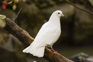 White Dove sitting