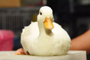 White Male Call Duck