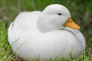 White Male Duck