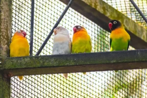 White Pacific Parrotlet standing out