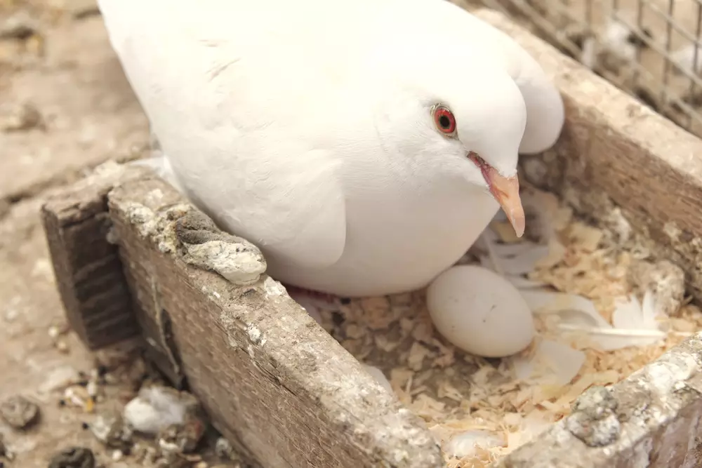 White dove in the nest