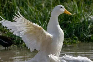 White pekin ducks