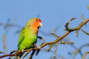 Wild Peach-faced Lovebird