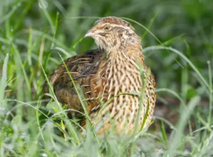 Wild domestic common quail