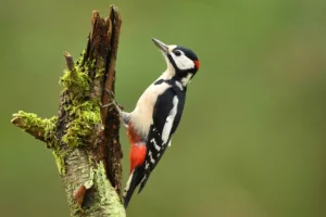 Cute Woodpecker