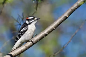 Woodpecker Perched in a Tree