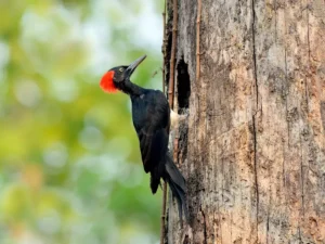 Woodpecker bird