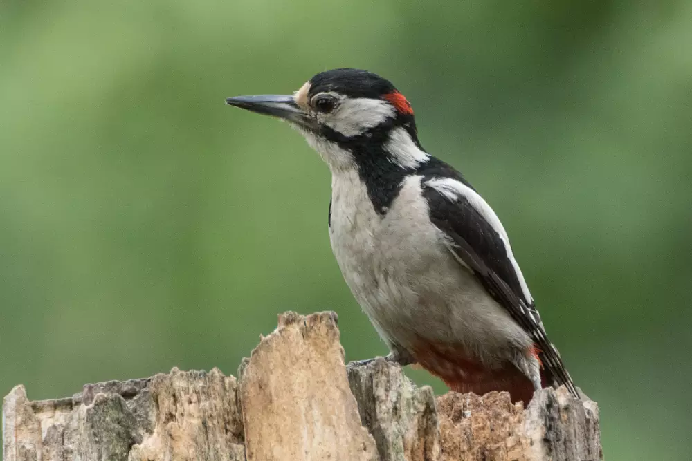 Woodpecker on lookout