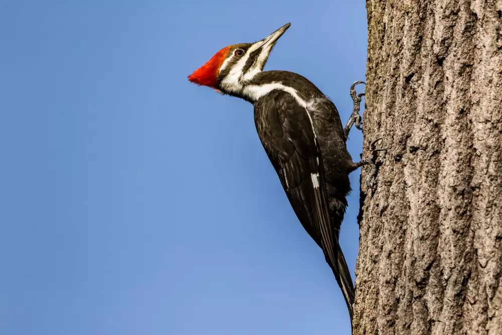 Woodpecker perched on tree