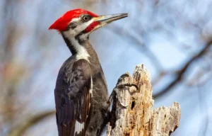 Woodpecker with red head