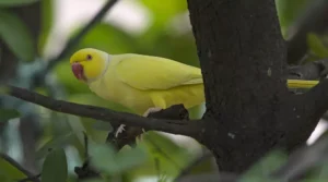 Yellow Indian Ringneck Parrot