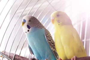 Yellow and blue budgies