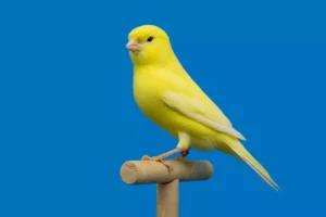 Yellow canary bird