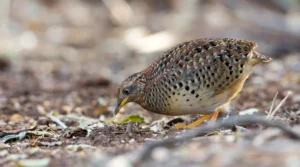 Yellow-legged Buttonquail