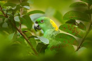 Yellow-naped Parrot