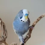 Young blue Mauve Male Budgie