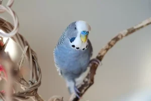 Young blue Mauve Male Budgie