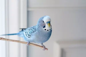 Young happy male Blue Budgie