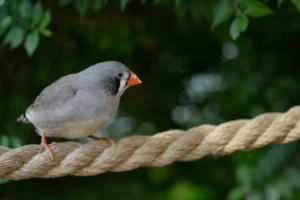 Zebra finch