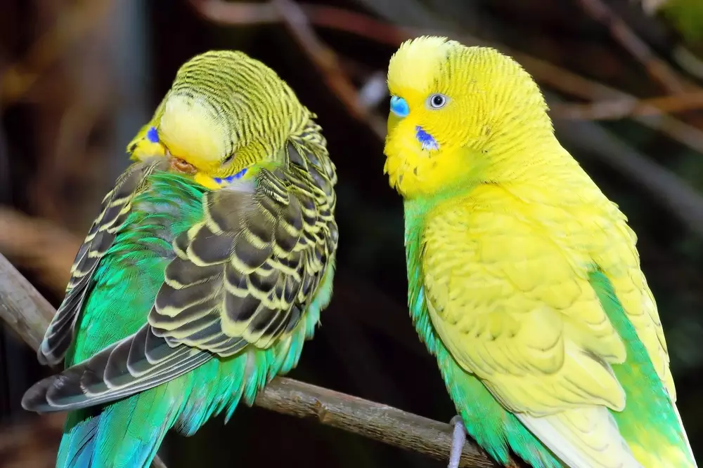 a couple of beautiful and cute little birds budgerigar
