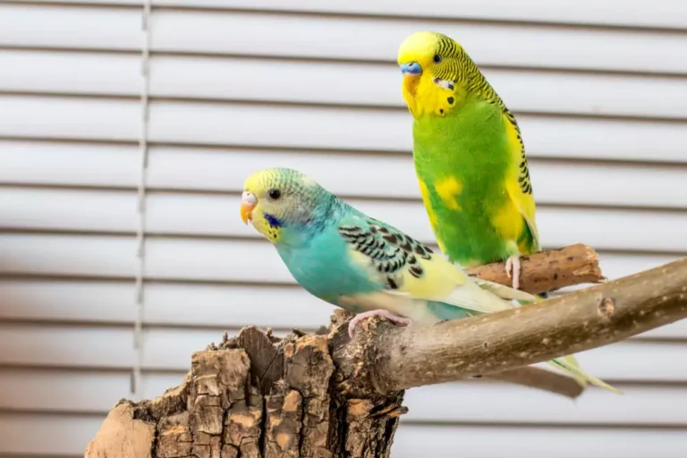 a pair of budgie