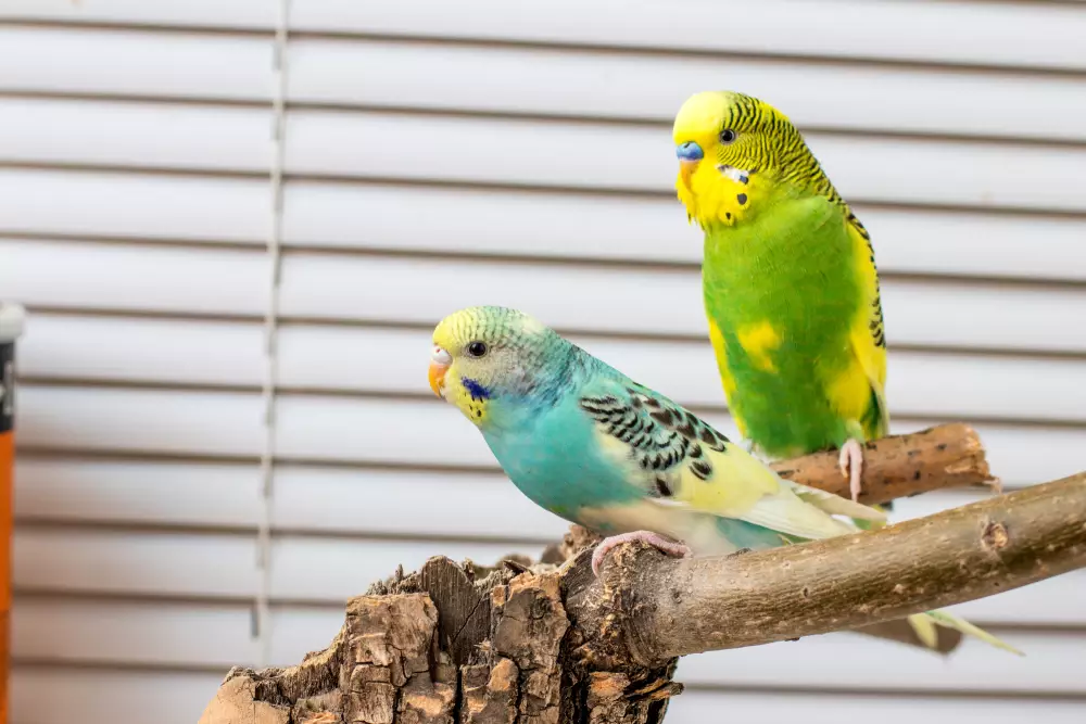a pair of wavy parrots
