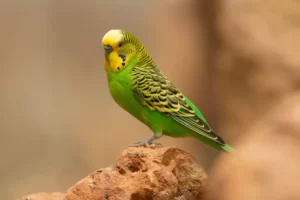 green and yellow Budgerigar