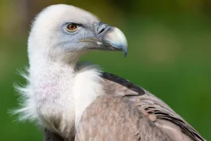 alert griffon vulture perched
