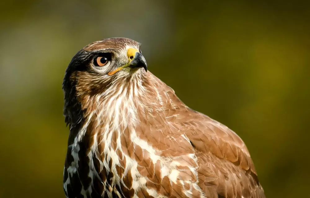 an hawk in close-up