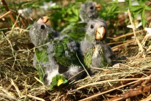 Parrot babies on the nature