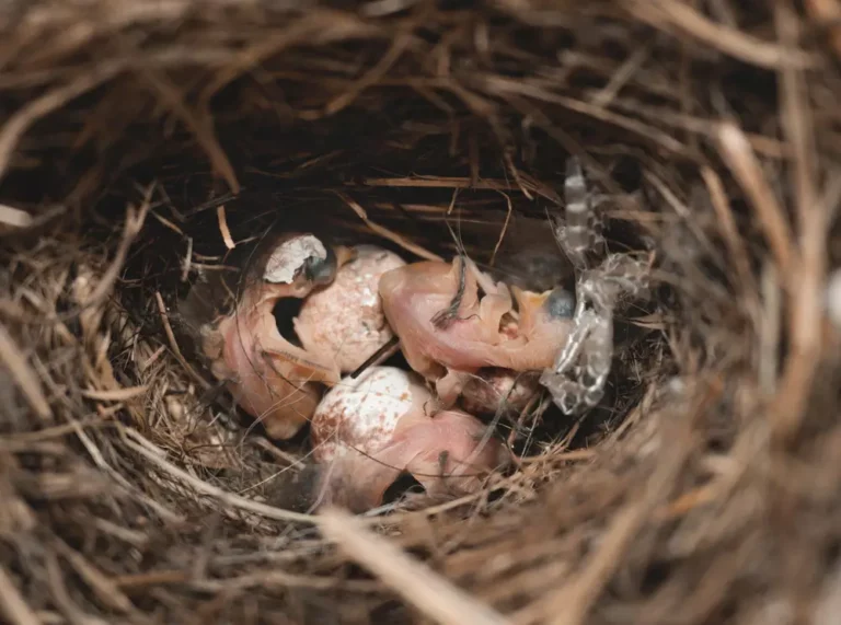 Sparrow baby birds hatching in nest
