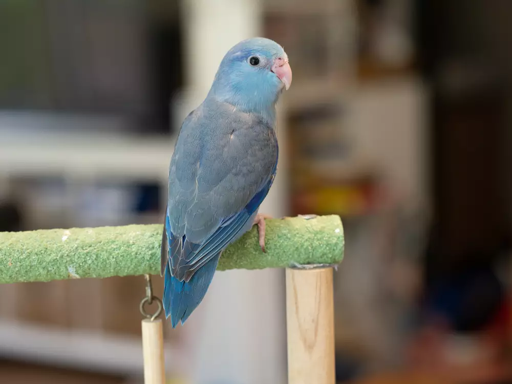 baby forpus parrotlet parrot