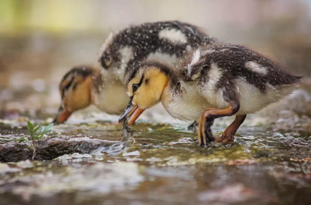 baby mallard ducklings