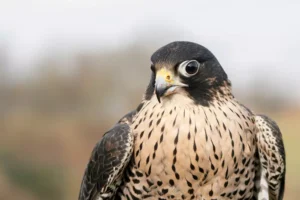 beautiful Peregrine Falcon