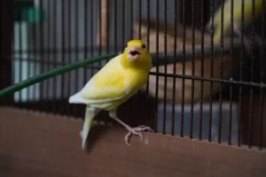 beautiful bird and her expression