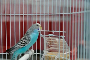 beautiful color and sound, of Parakeet in the cage