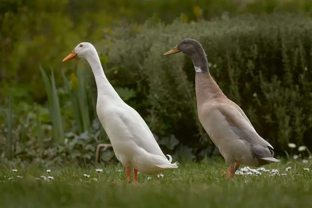 beautiful ducks