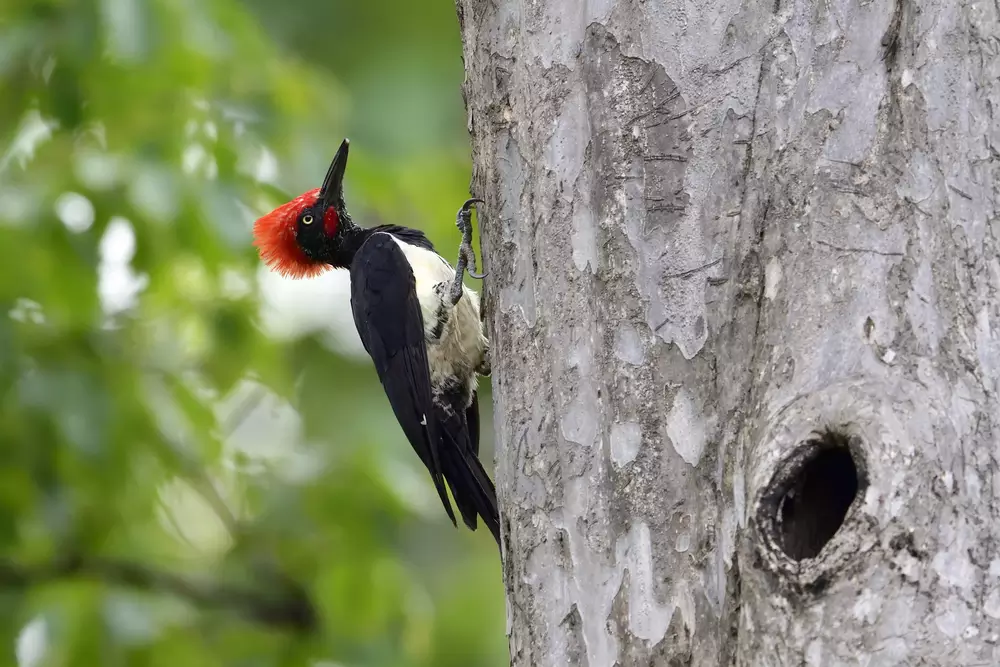 bellied Woodpecker