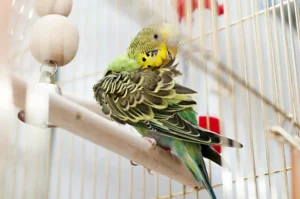 bird budgerigar cleans feathers