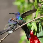 bird hummingbird feeding